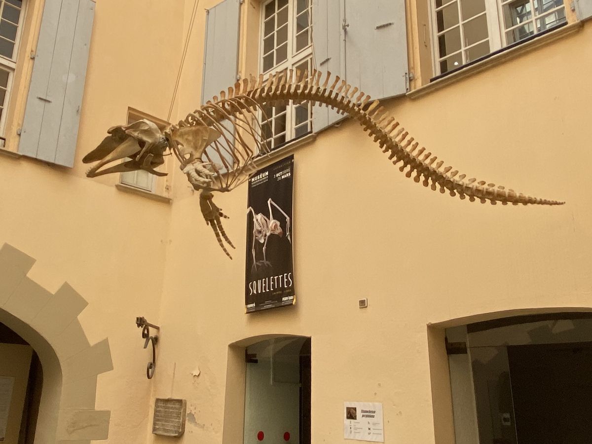 Museum de Perpignan