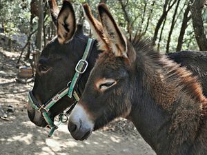 Burro de Pia