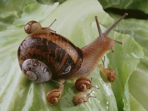 Les Escargots