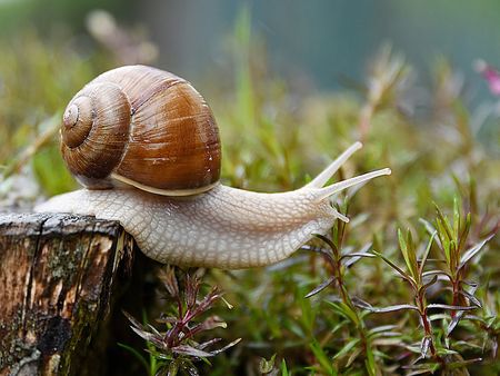 Escargot