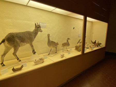 Les animaux empaillés