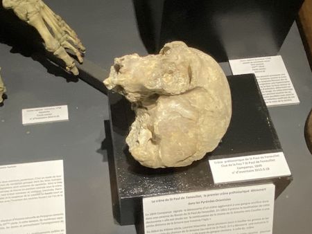 Le crâne préhistorique du muséum d'histoire naturelle de Perpignan
