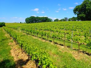 Viticulture