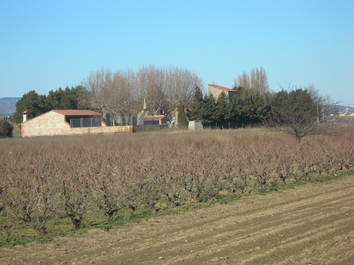 Ortolanes