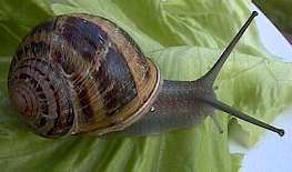 Escargot