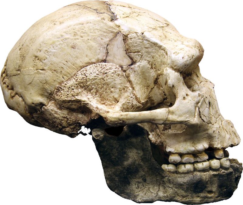 Crâne de l'homme de Tautavel