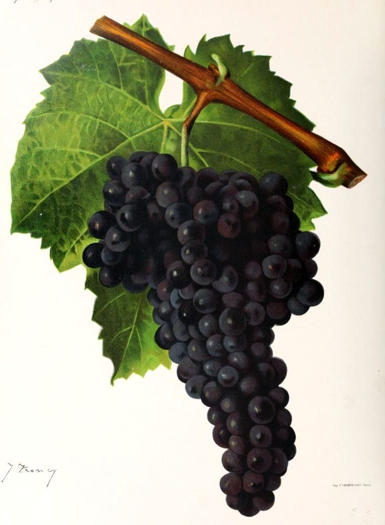 Mourvèdre
